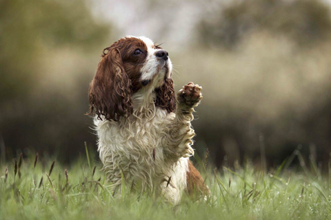 Cocker Spaniel gibt Pfötchen, Lübeck
